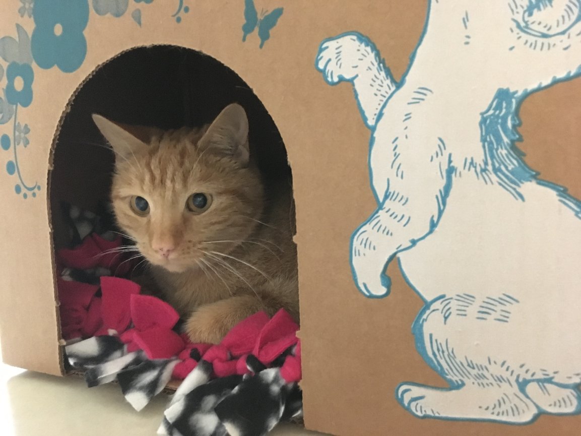 POTD 2018/124. Cinco de Meow
