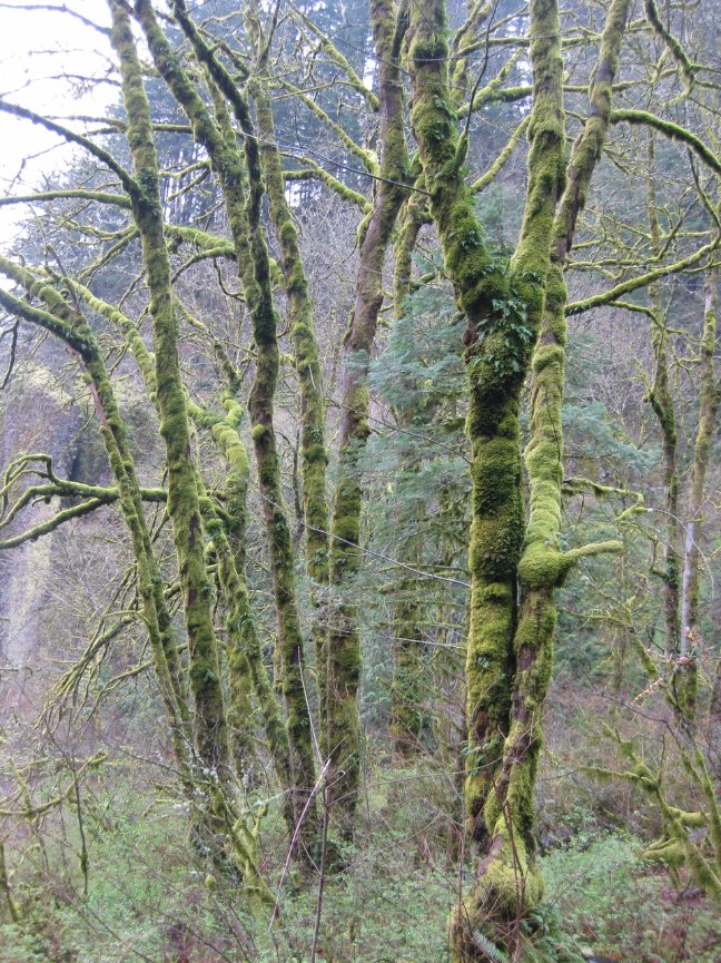 Mossy trees in Multnomah Falls, OR