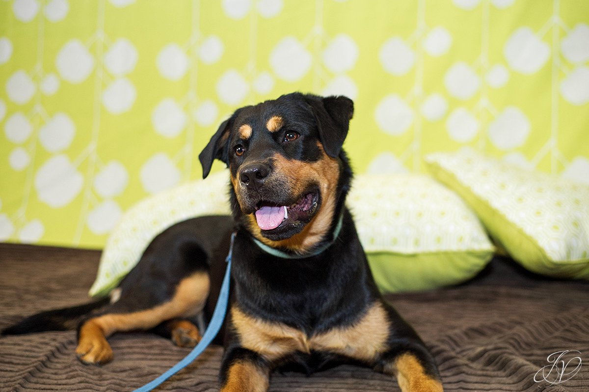 dog portrait fundraiser, fundraiser for dog shelter, regional animal shelter