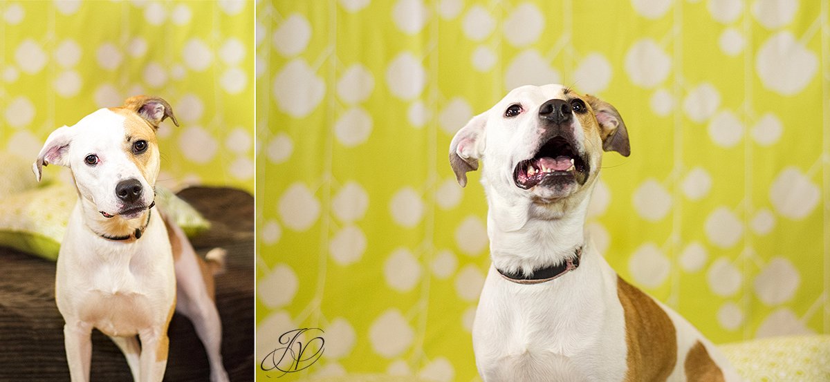 dog portrait fundraiser, fundraiser for dog shelter, regional animal shelter