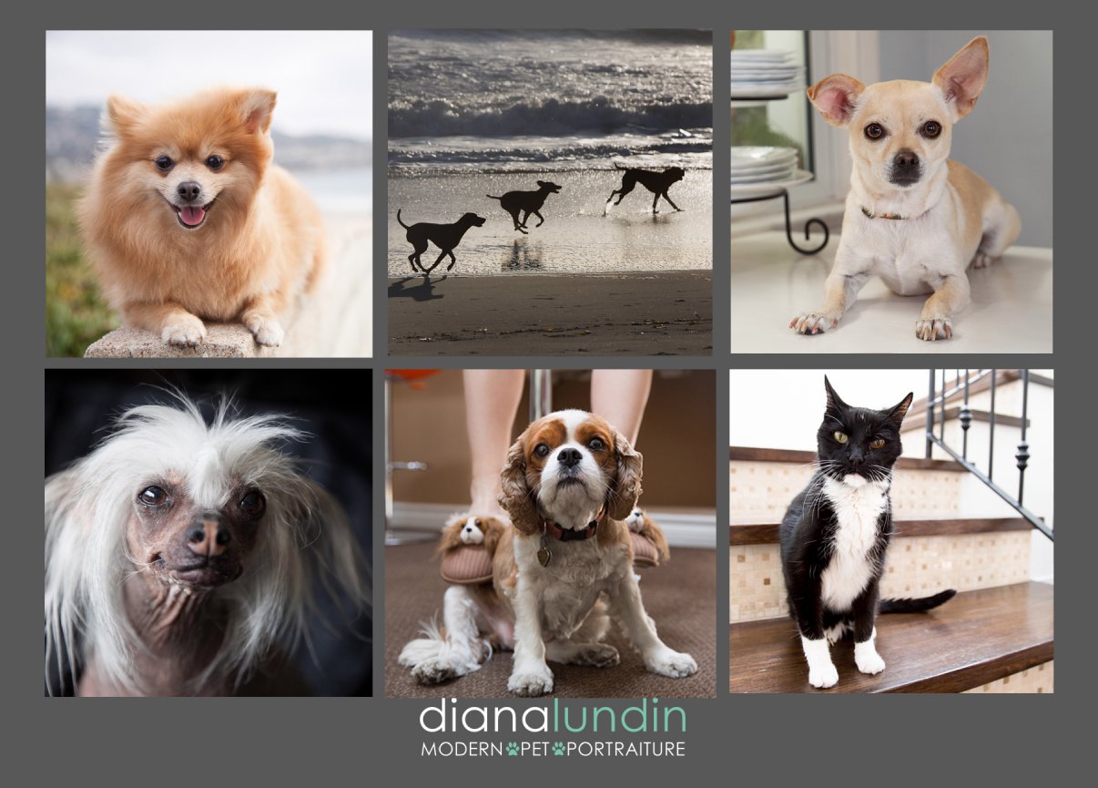 Los Angeles Pet Photography Modern Pet Portraiture Postcard