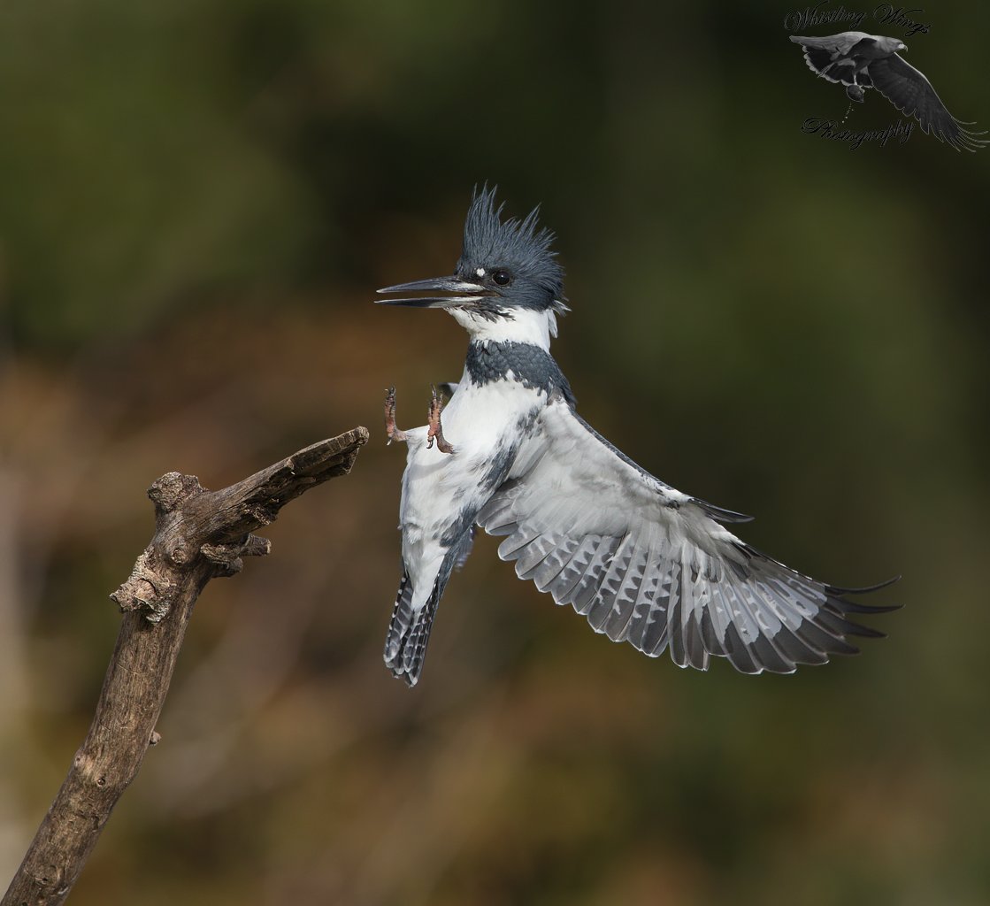 Belted Kingfisher Stunning, Tossing And Swallowing Prey – Feathered  Photography