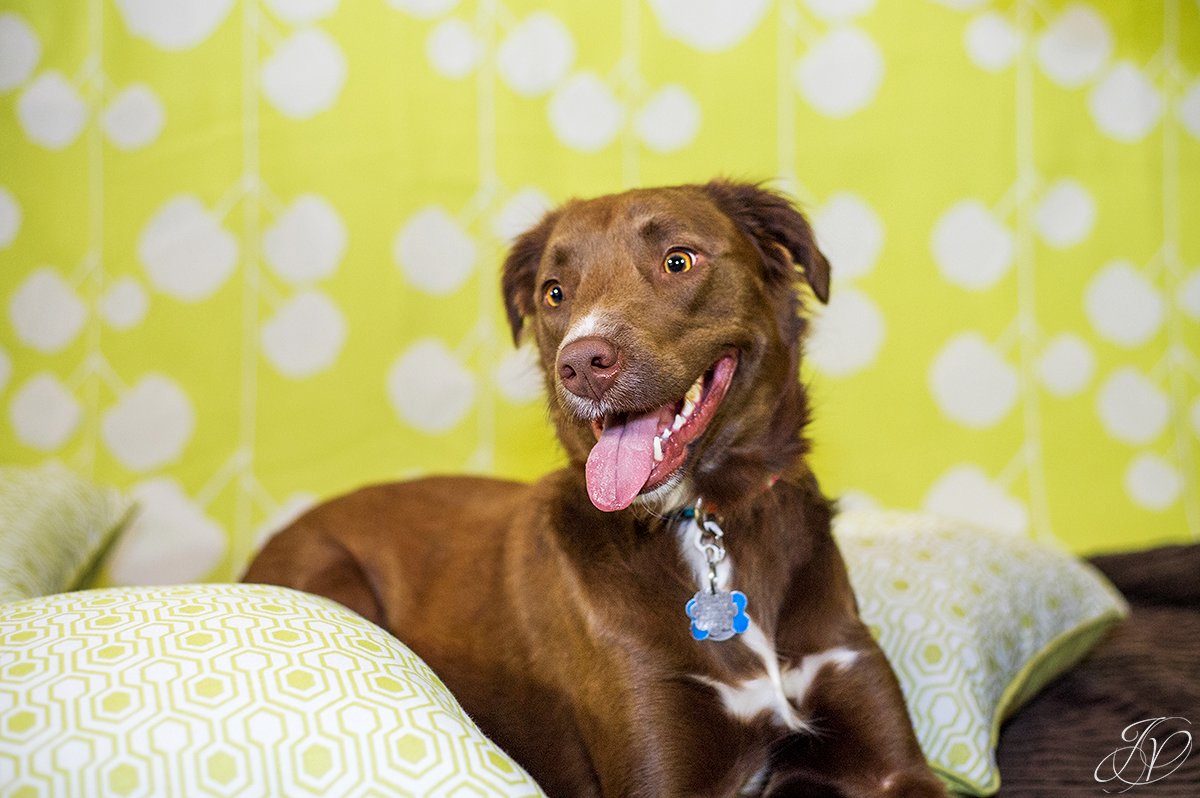 dog portrait fundraiser, fundraiser for dog shelter, regional animal shelter