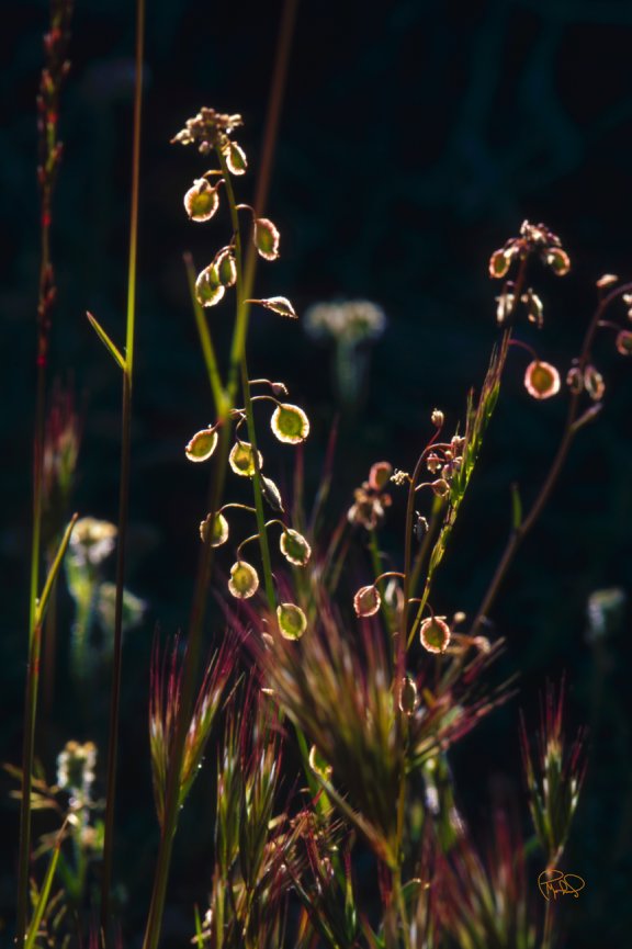 Early Morning Visitor 20x30 / 26x40 / 33x50