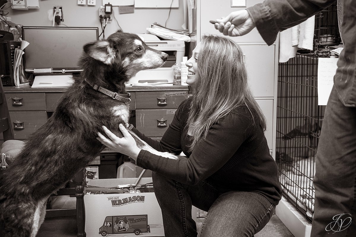 dog being treated after shots, good dog being treated, rescued dog photo, regional animal shelter, dog rescue photo, canine skin disease photo