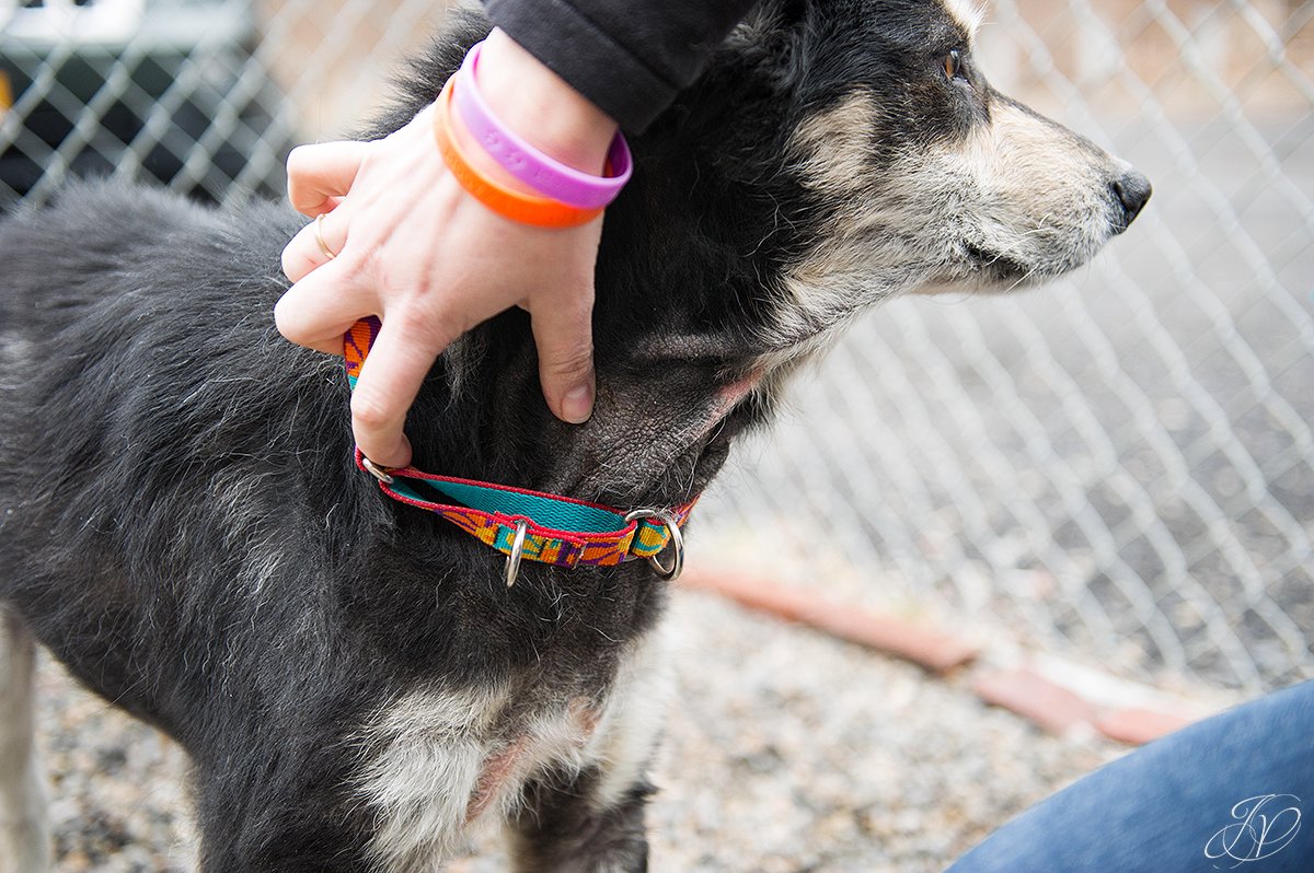 dog rescue photo, rescued dog photo, canine skin disease photo, regional animal shelter