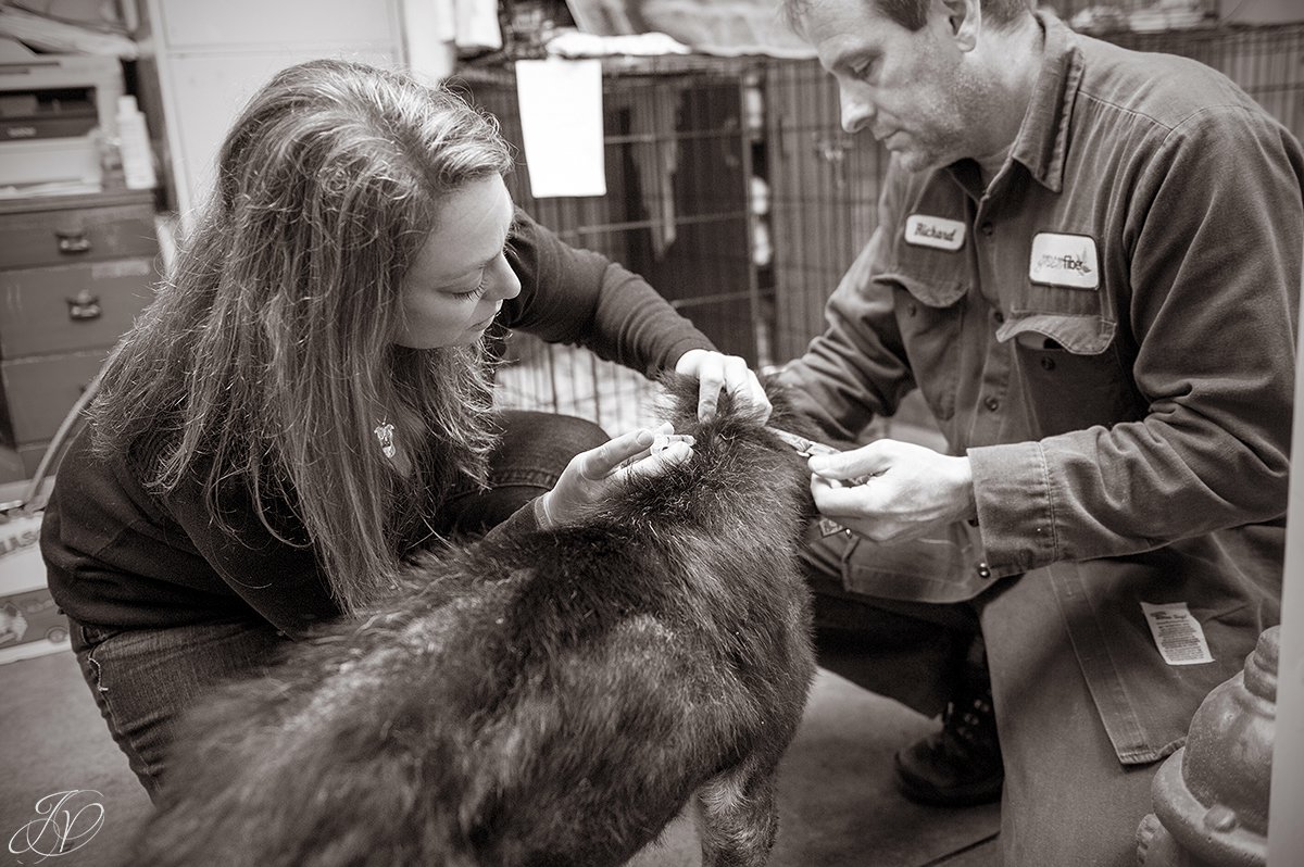 woman giving dog a shot, rabies vaccination, healthy dogs get shots, rescued dog photo, regional animal shelter, dog rescue photo, canine skin disease photo
