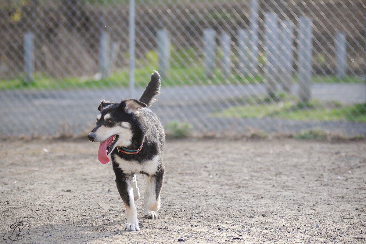 shelter dog, animal rescue, dog rescue, adopt