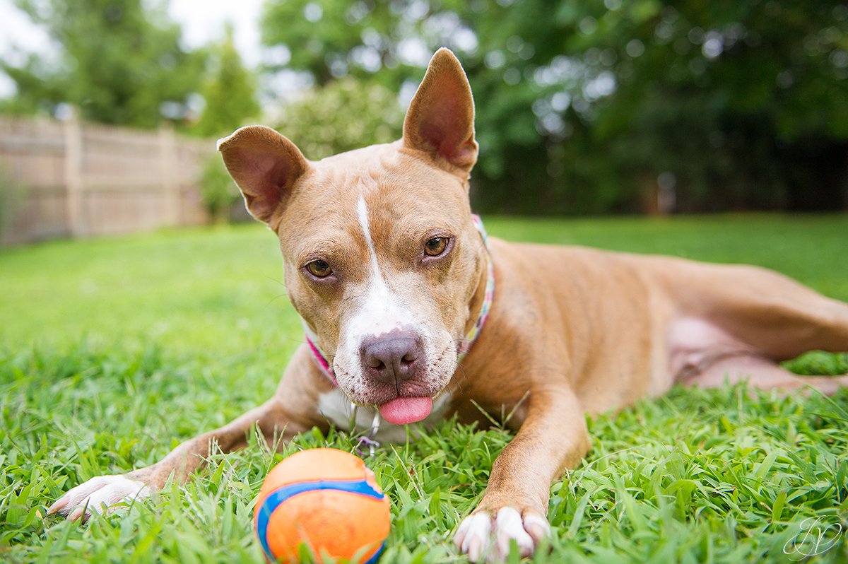 dog rescue, albany pet portrait photographer