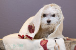 Featured Pet Photographer in the L.A. Times!
