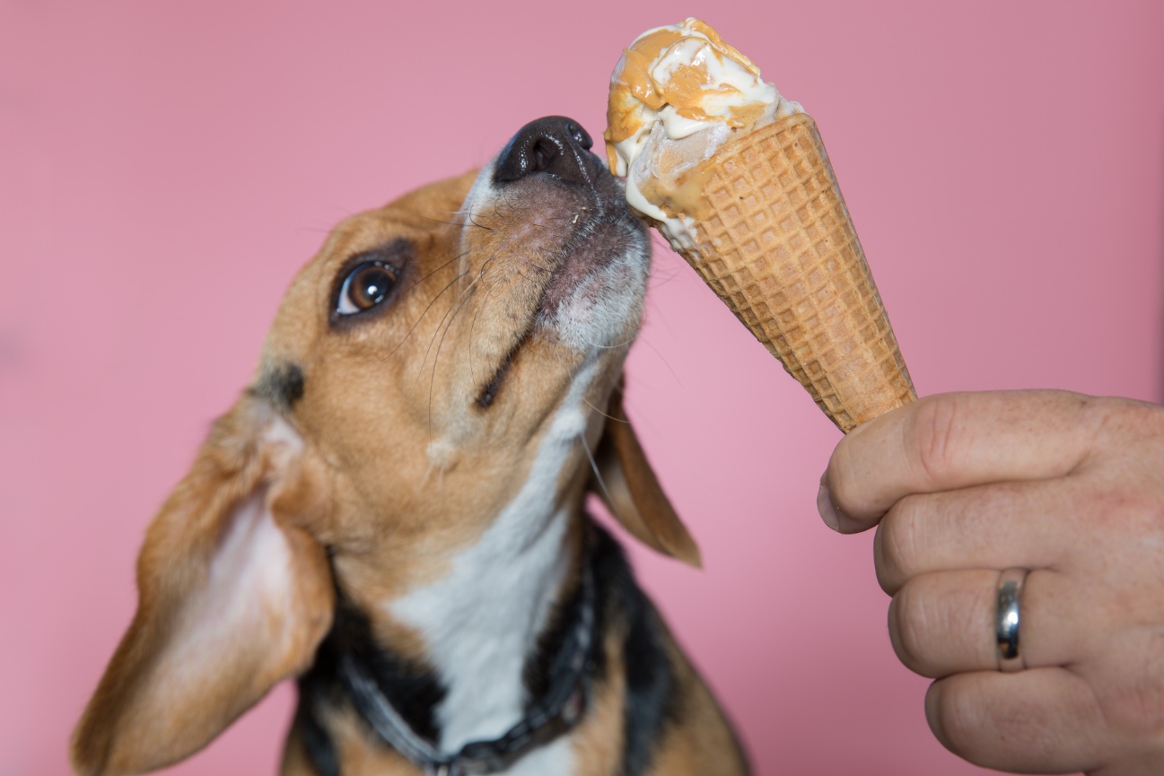 Finding the Dog's Soul