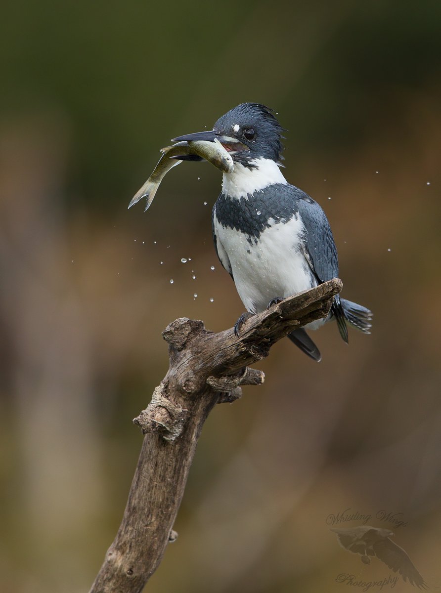 Belted Kingfisher With A Fish (plus an interesting foot adaptation) –  Feathered Photography