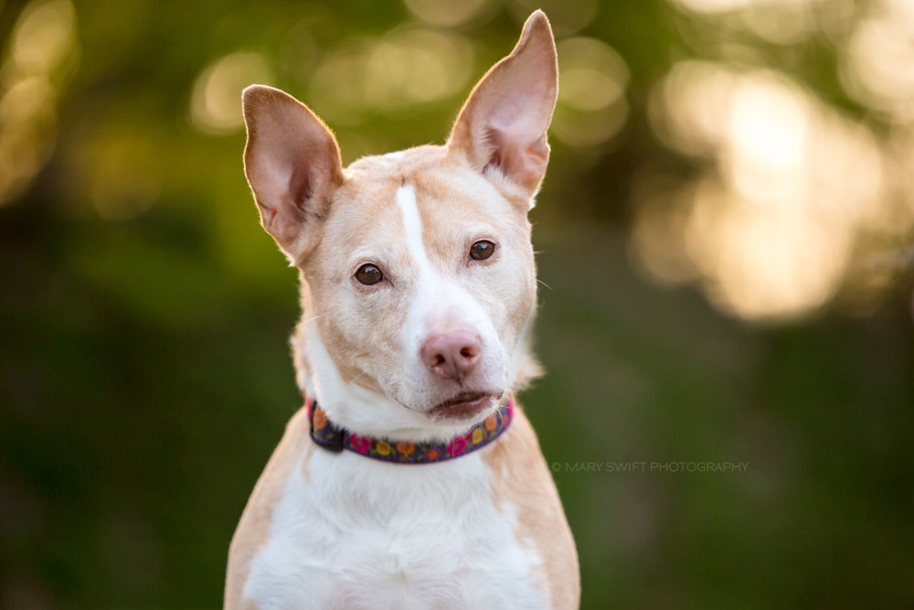 Give a Photo Session