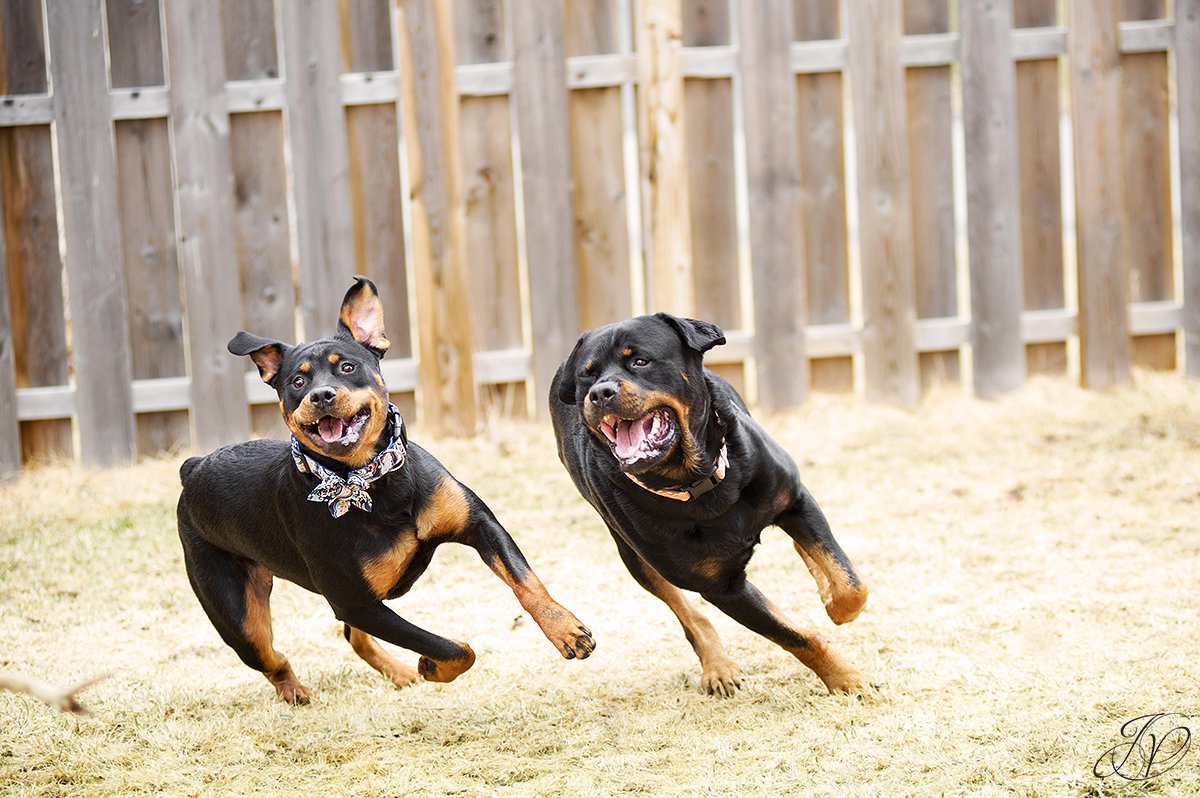 rottweiler portrait albany, beautiful rottweiler photos, albany pet portrait, albany pet photographer