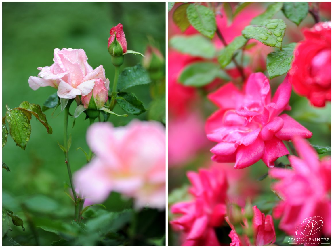 albany wedding, schenectady wedding, Schenectady rose garden