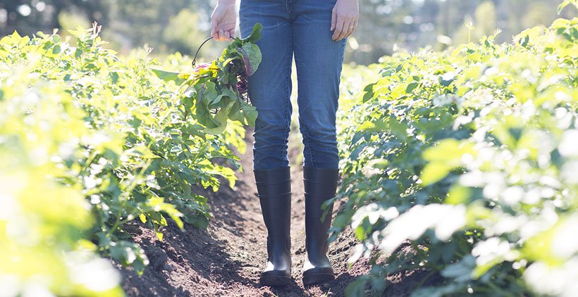 Foxglove Farm & Gardens