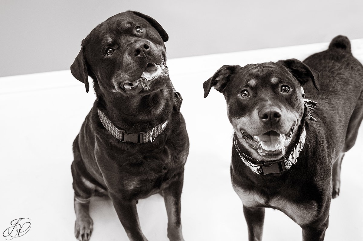 rottweiler portrait albany, beautiful rottweiler photos, albany pet portrait, albany pet photographer