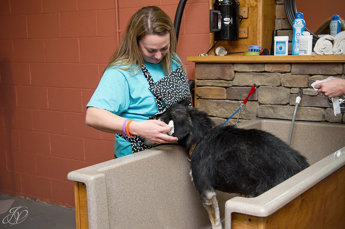 Dog getting bath, bathing a dog photo, harveys home garden and pet center, canine skin disease, regional animal shelter