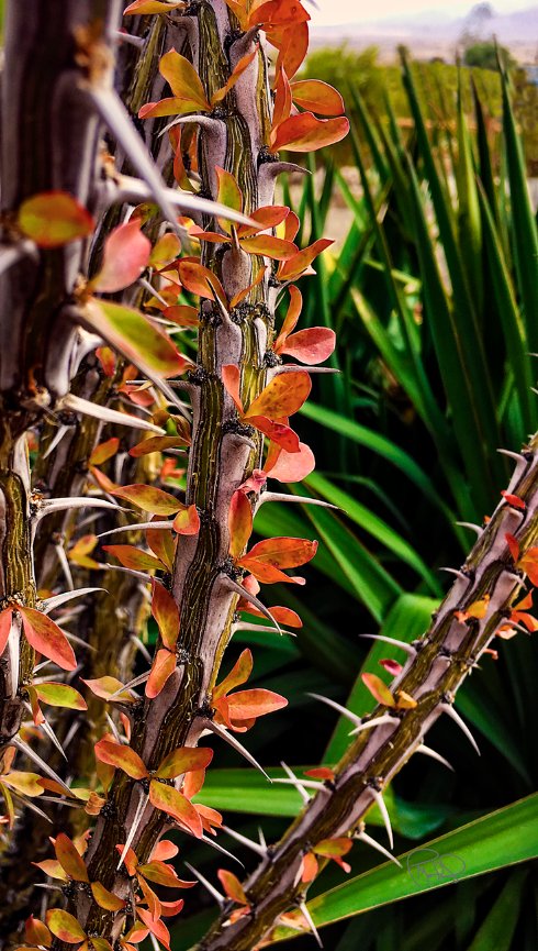 Oak Rock 20x30 / 26x40 / 33x50