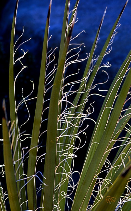 Star Flower 20x30 / 26x40 / 33x50