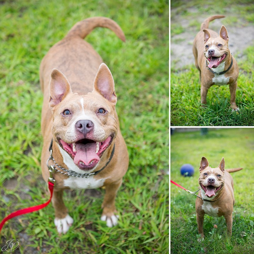 animal rescue, albany pet portrait photographer