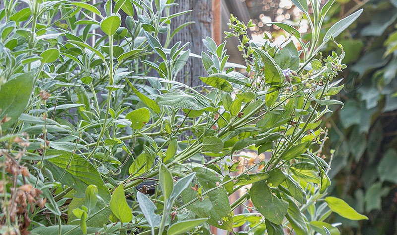 Kaiyah Takota The Final Chapter - A Novel Husky: Chapter 48