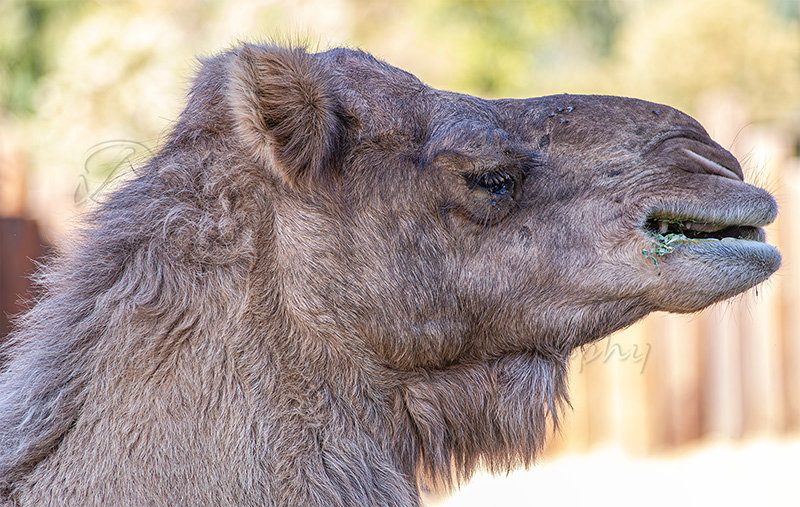 Kaiyah Takota The Final Chapter - A Novel Husky: Chapter 48