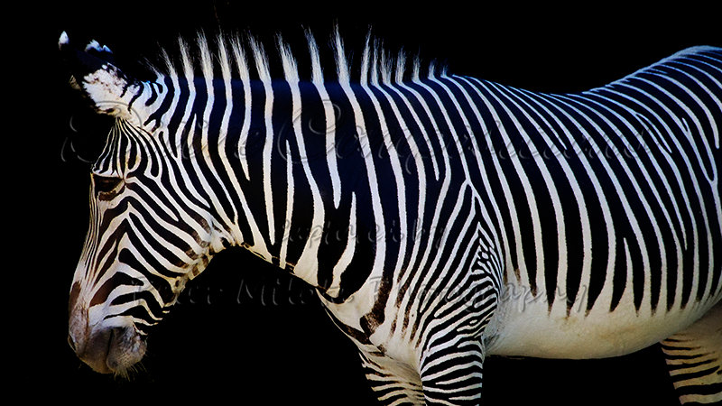 Kaiyah Takota The Final Chapter - A Novel Husky: Chapter 48