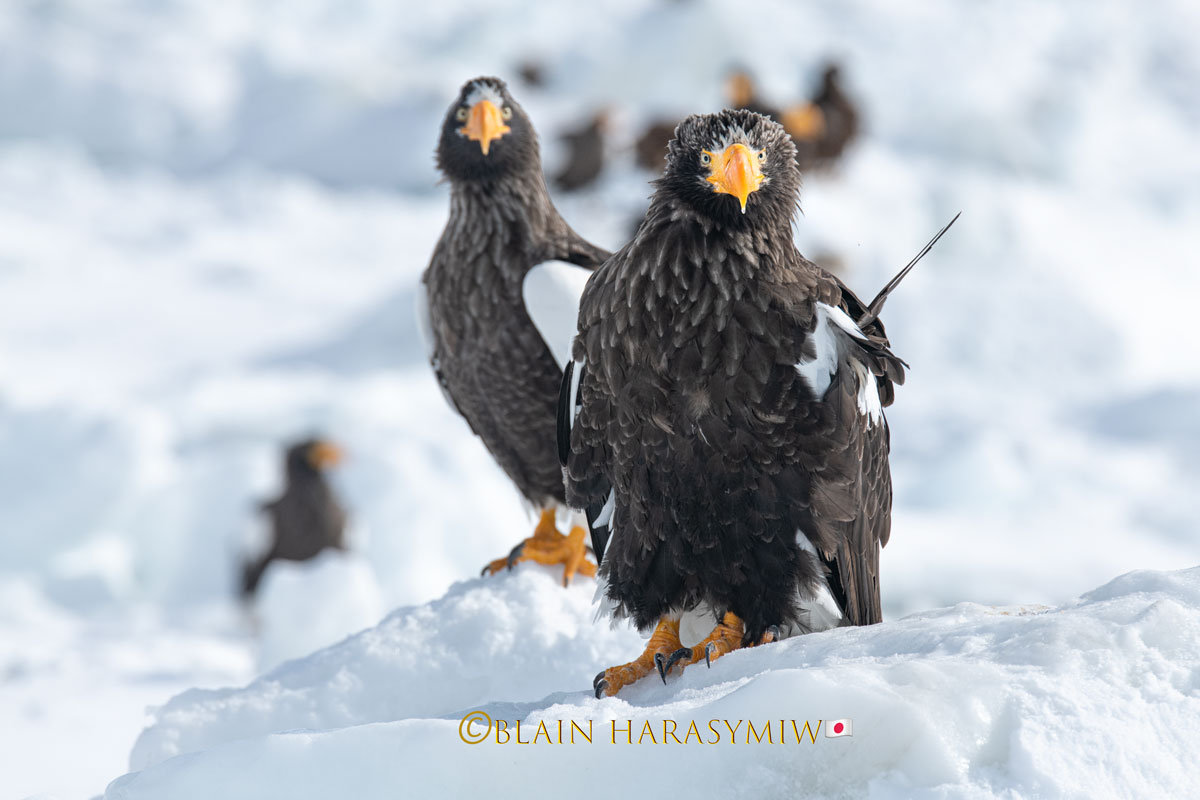 Hokkaido Photography Tour Blain Harasymiw Photography