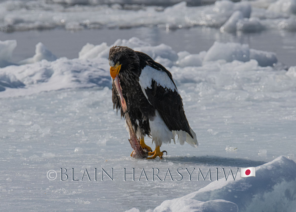 Hokkaido Photo Workshop Tour Stellers Sea Eagle Invades Hokkaido