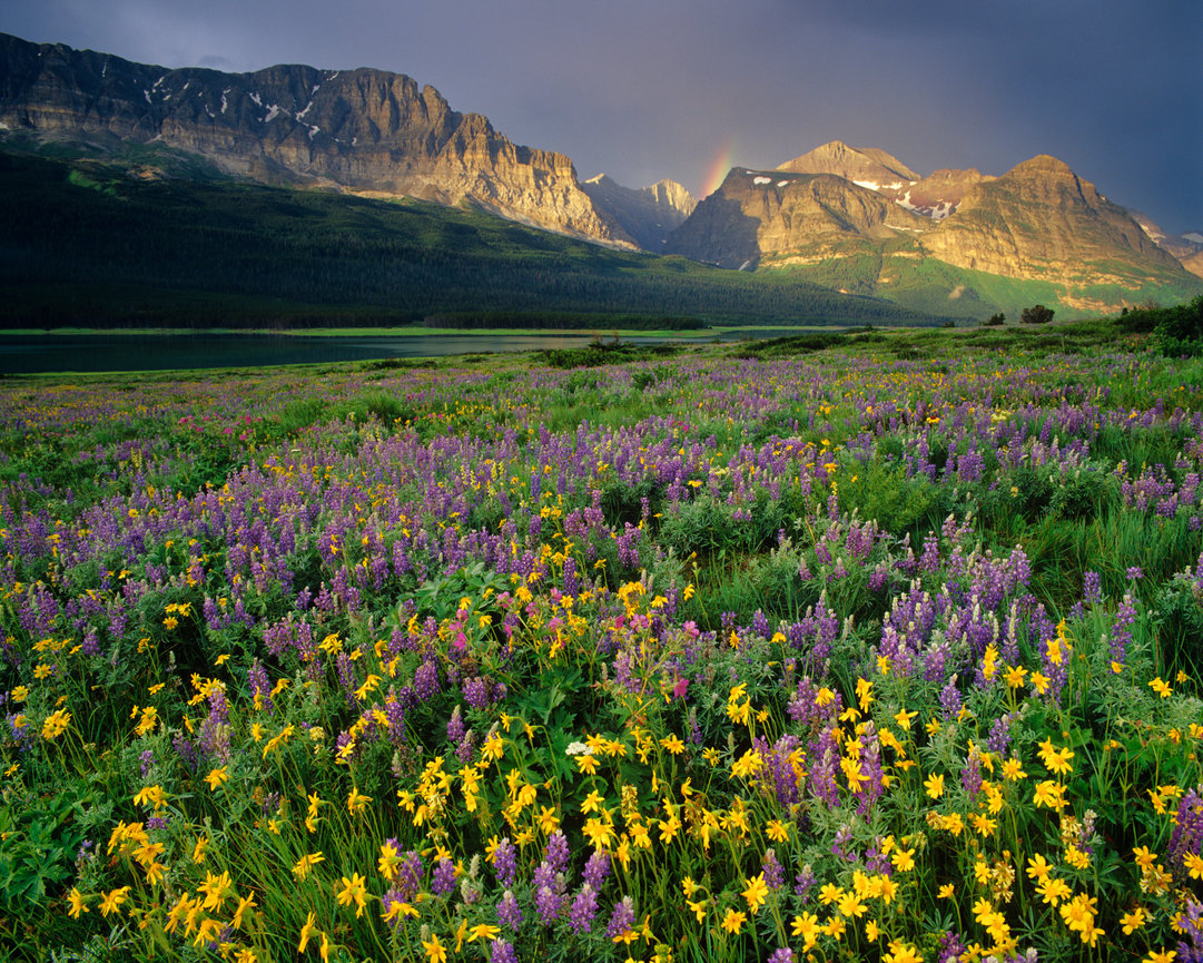 Many Glacier Flowers CH 4163