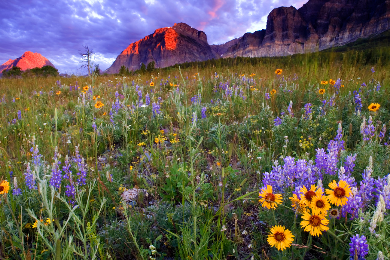 Many Glacier Wildflowers CH 4164