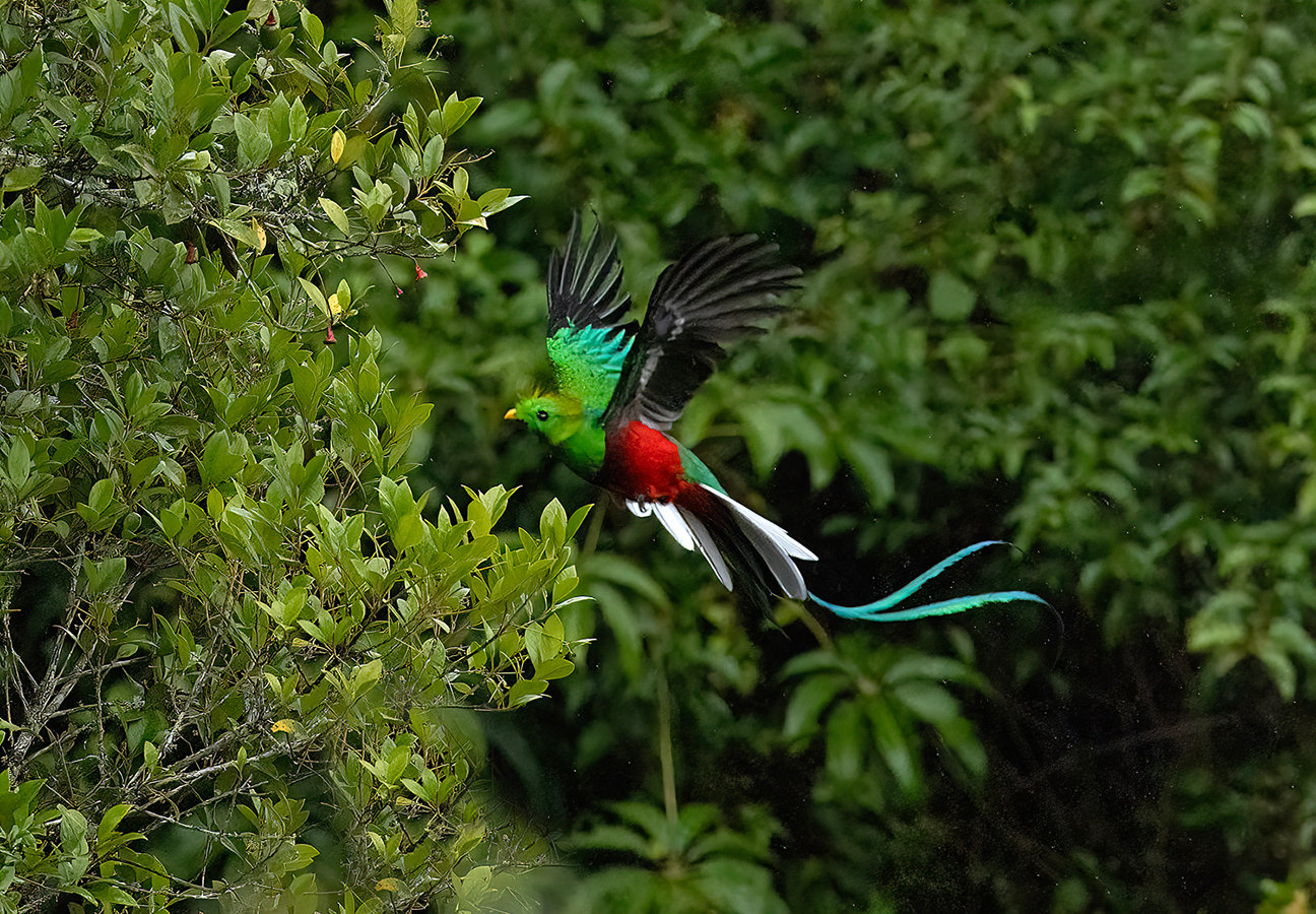 Quetzal In Flight Jim Zuckerman Photography Photo Tours