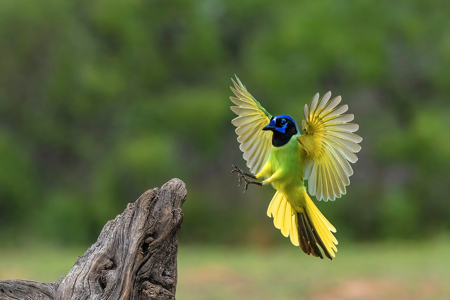 Green Jay In Flight Jim Zuckerman Photography Photo Tours