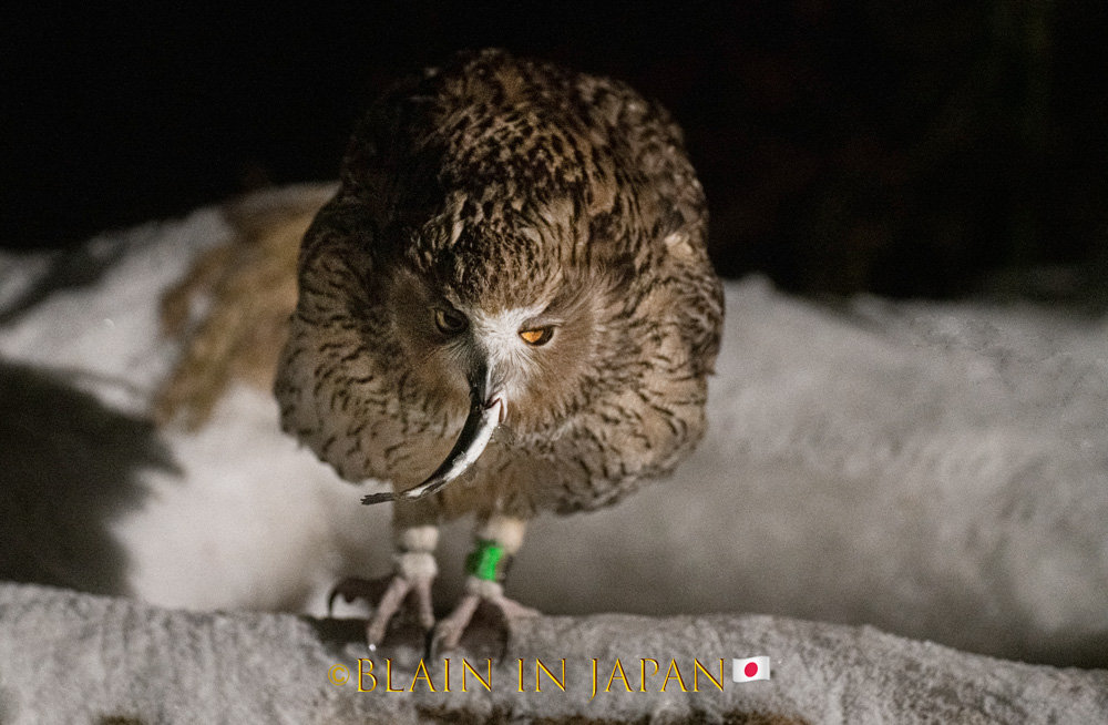Niigata Private Photo Tour – Wildlife, Birding, and Rice Field Photography in Japan’s Hidden Gem