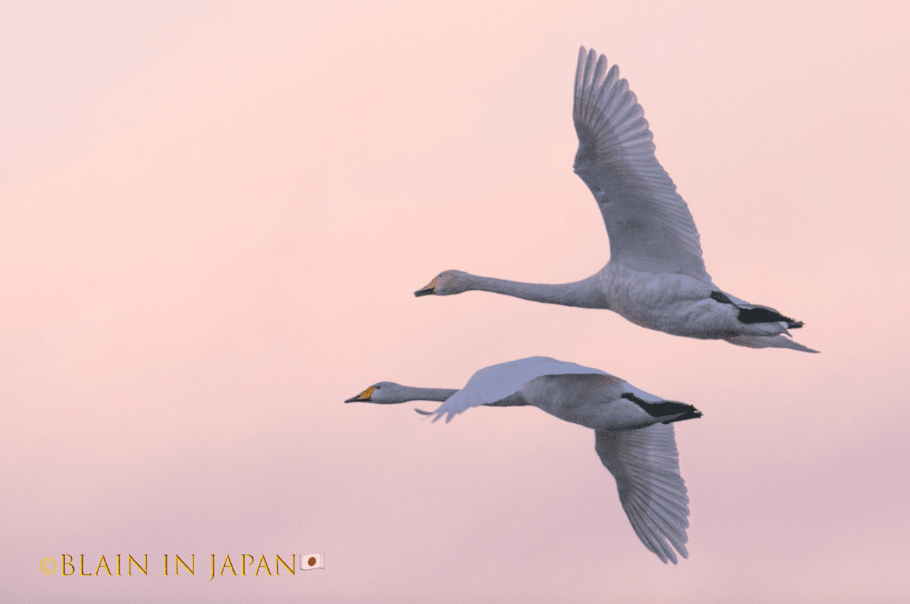 Hokkaido Photography Tour VS Niigata Japan Birding Photography Tour