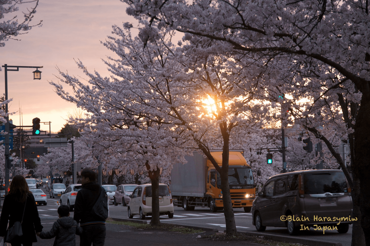 Niigata Private Photo Tour – Wildlife, Birding, and Rice Field Photography in Japan’s Hidden Gem