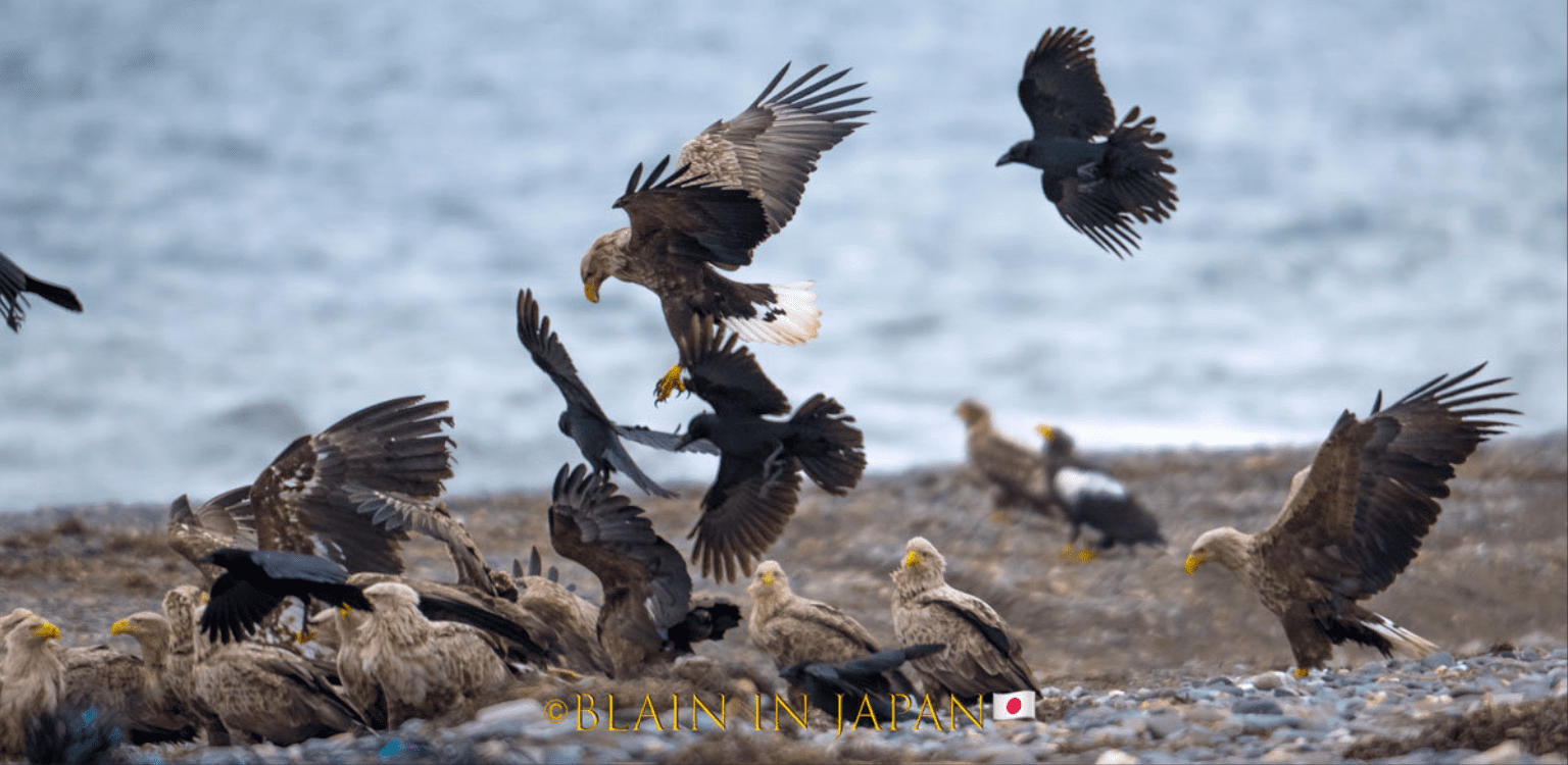 Hokkaido Birding Photo Workshops Perfect Birding Photo Japan