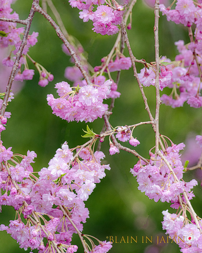 Discover Matsumoto Castle on a Hokkaido Photo Tour with JDS!
