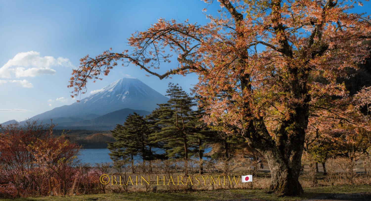 Japan Autumn Leaves Tour – Capture the Colors of Fall with JDS