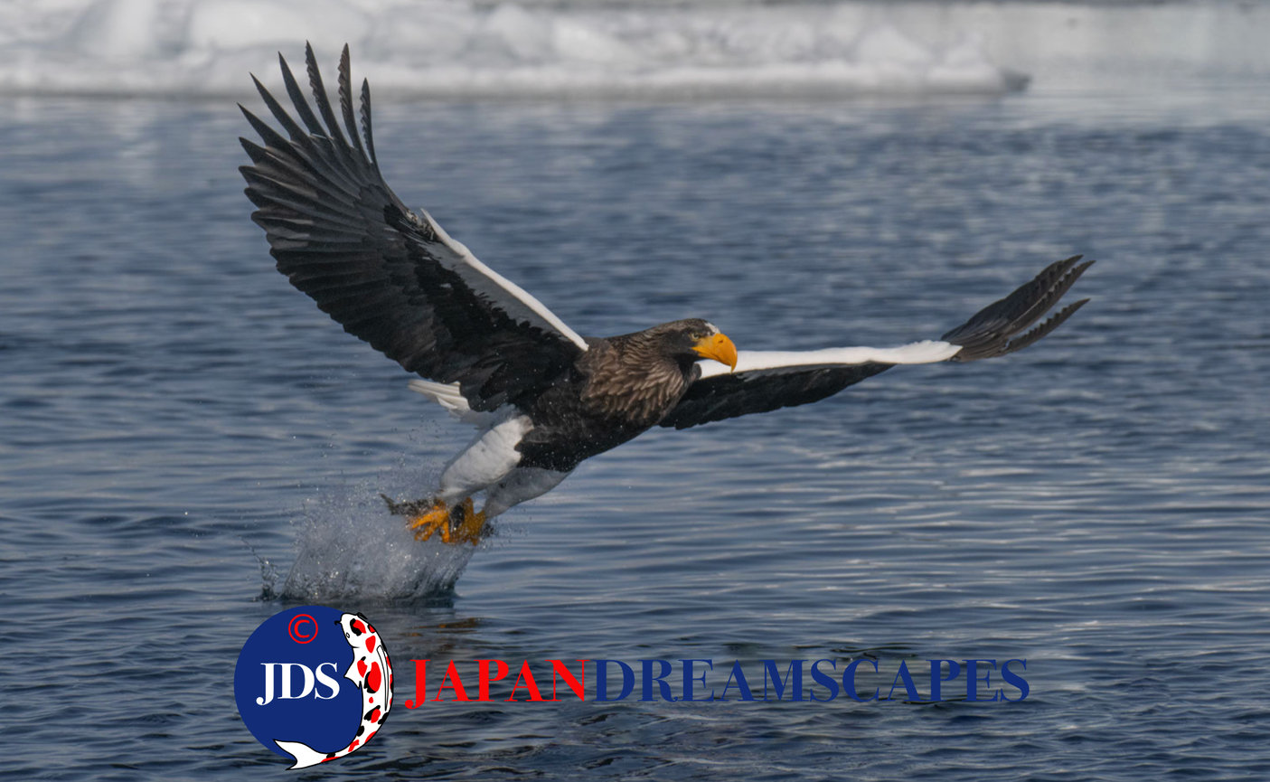 Discover Matsumoto Castle on a Hokkaido Photo Tour with JDS!