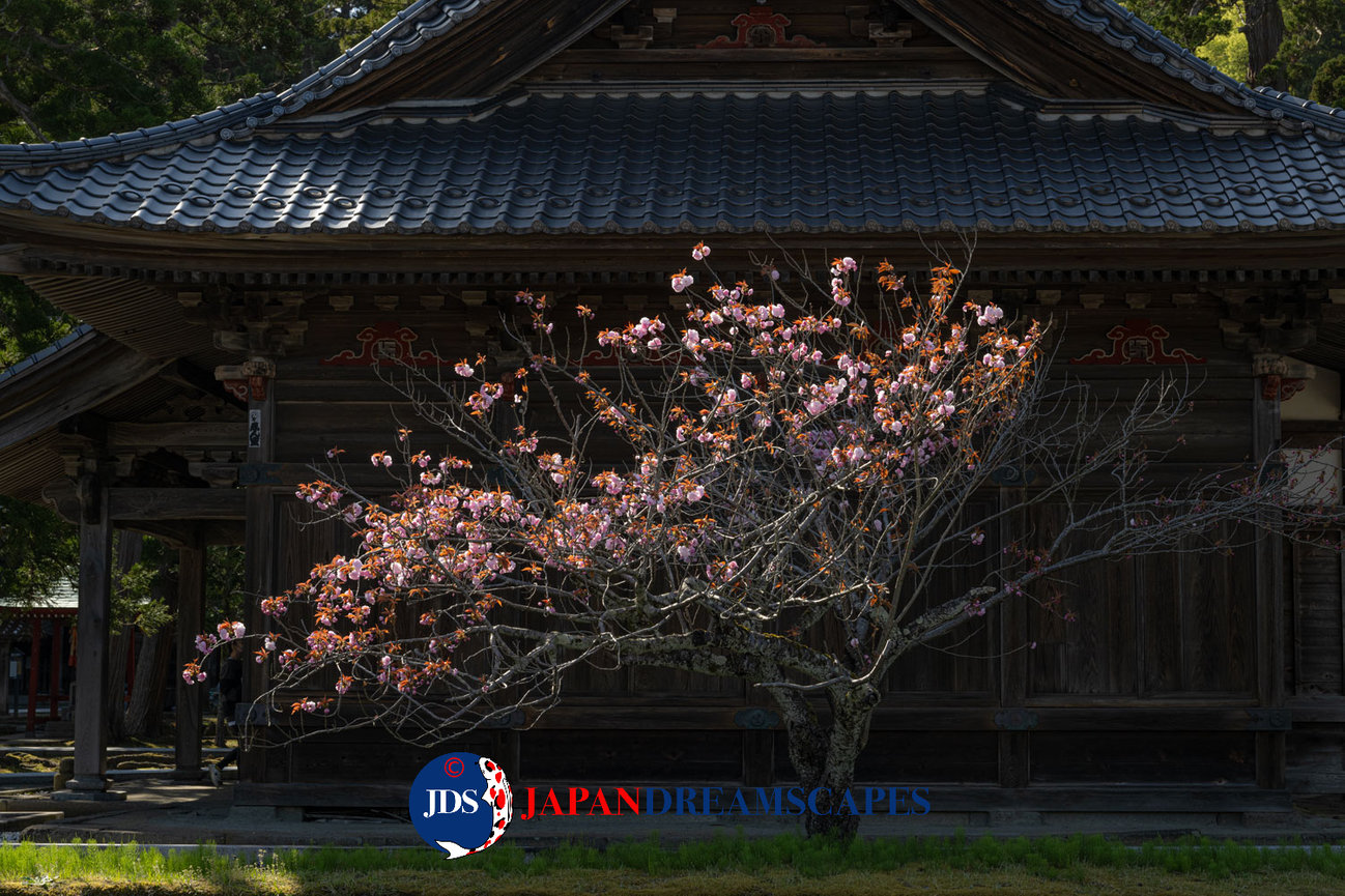 Japan Autumn Leaves Tour – Capture the Colors of Fall with JDS