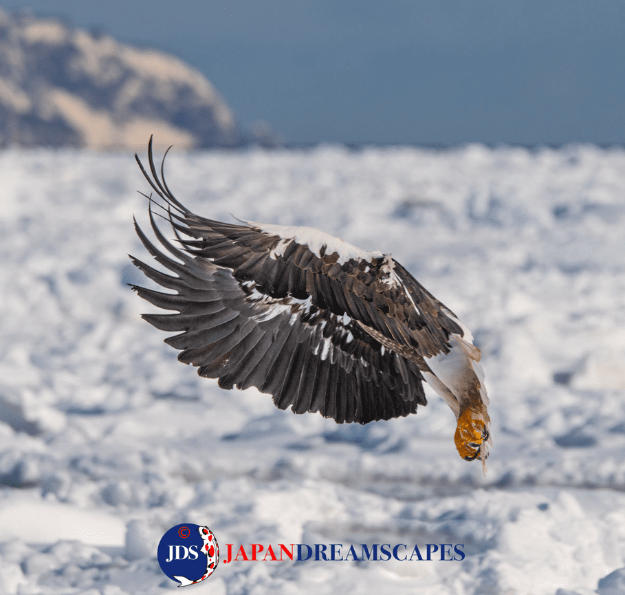 Discover Matsumoto Castle on a Hokkaido Photo Tour with JDS!