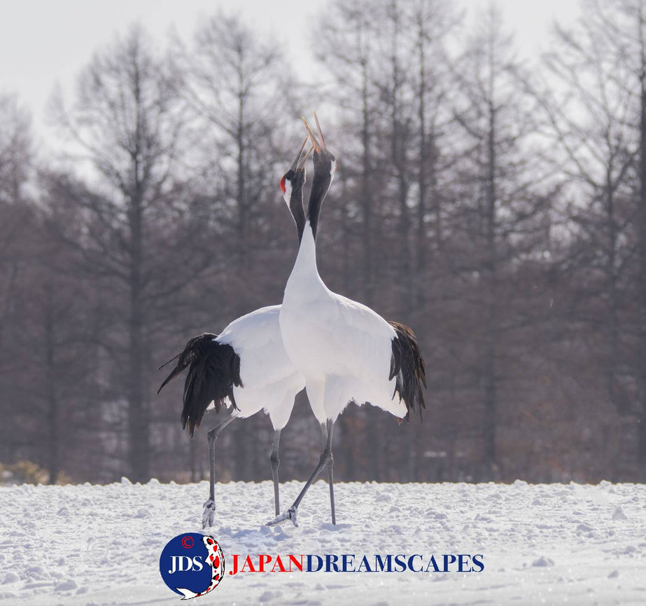 Discover Matsumoto Castle on a Hokkaido Photo Tour with JDS!