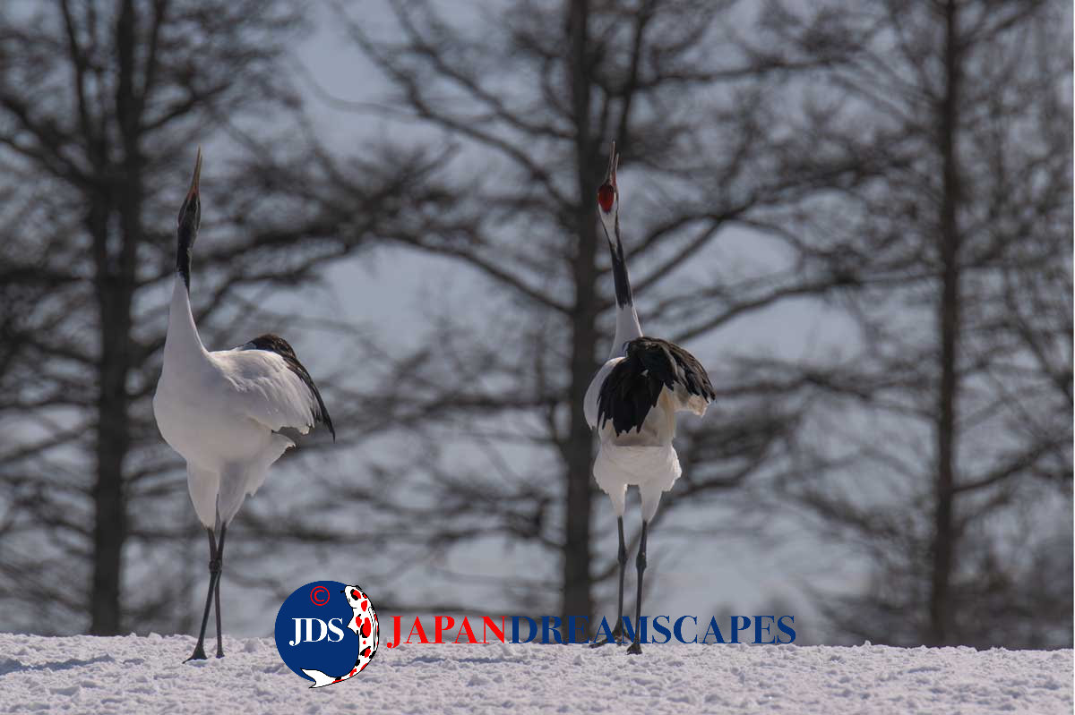 Discover Matsumoto Castle on a Hokkaido Photo Tour with JDS!