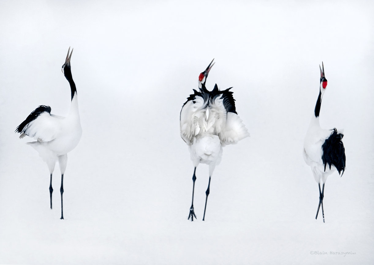 Join Our Japan Dreamscapes Photography Workshop: Capture the Majestic Red-Crowned Cranes!