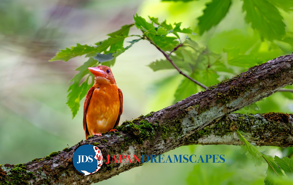 apan Dreamscape Photography Tours: Capturing the Elusive Ruby Kingfisher in the Northern Alps