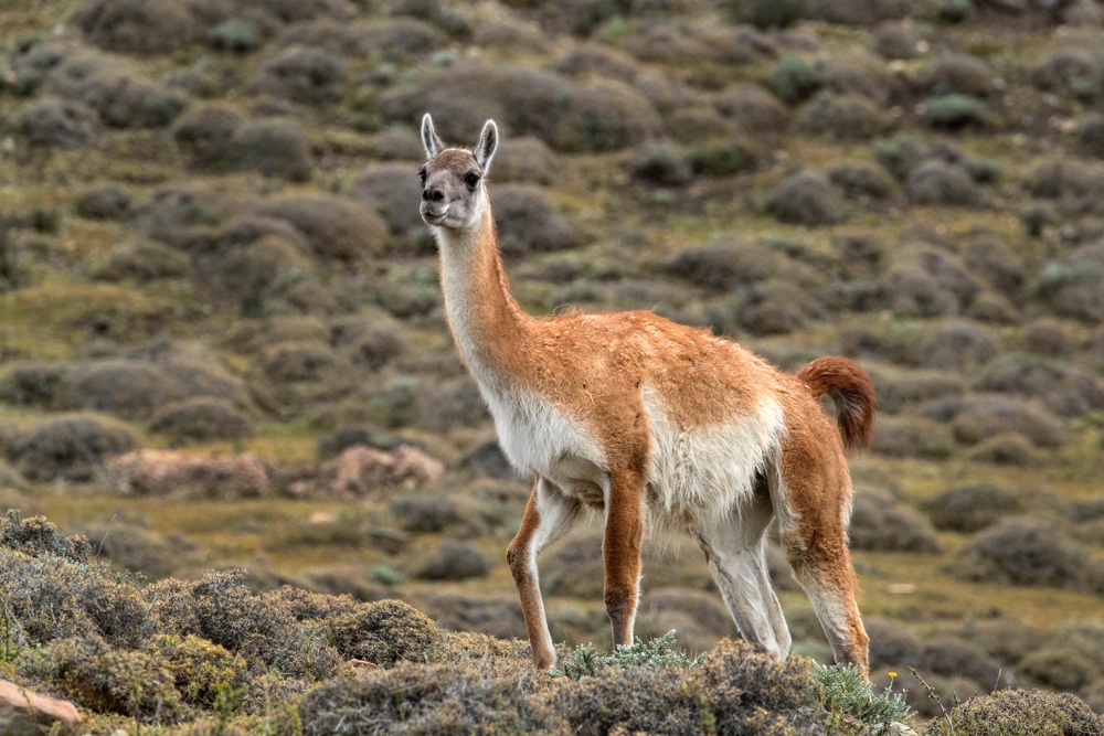 Wildlife in Torres del Paine, Chile - Jim Zuckerman photography & photo ...