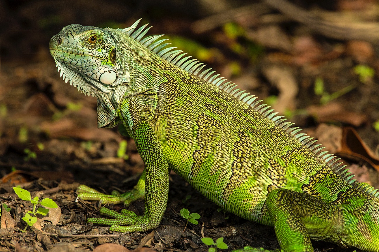 Pantanal - Jim Zuckerman Photography