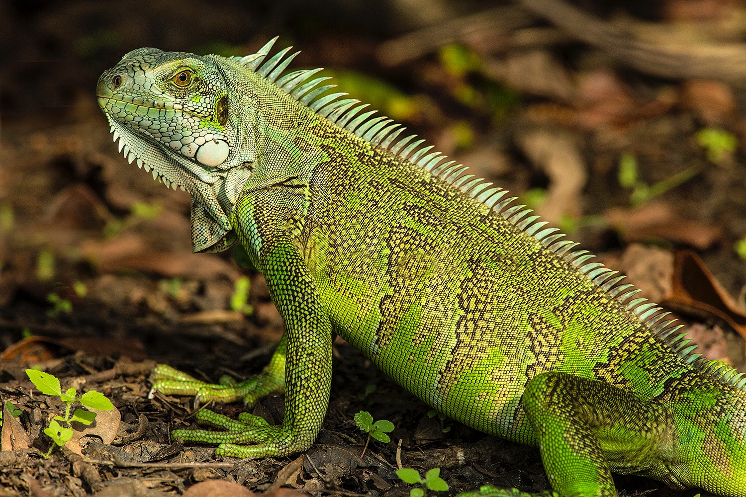 Pantanal - Jim Zuckerman photography & photo tours